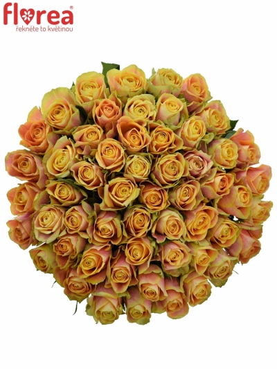 Kytice 55 oranžových růží MARACUJA 60cm