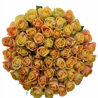 Kytice 55 oranžových růží MARACUJA 40cm