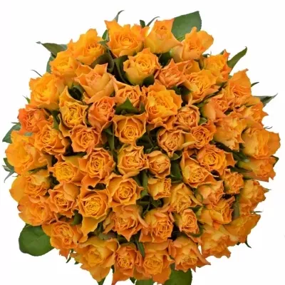 Kytice 55 oranžových růží MARIE-CLAIRE! 60cm