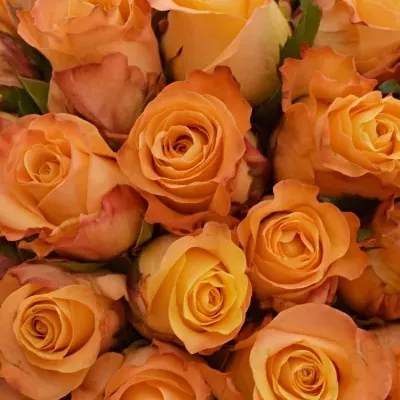 Kytice 55 oranžových růží MONALISA 50cm