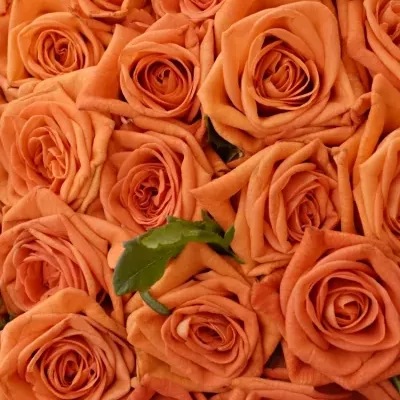 Kytice 55 oranžových růží NARANGA