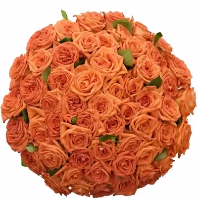 Kytice 55 oranžových růží NARANGA 40cm