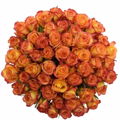 Kytice 55 oranžových růží OUTLAW! 40cm