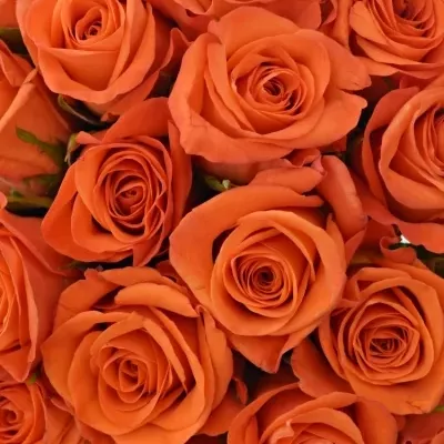 Kytice 55 oranžových růží PATZ 40cm