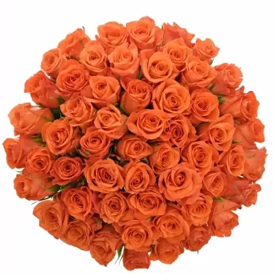 Kytice 55 oranžových růží PATZ 90cm