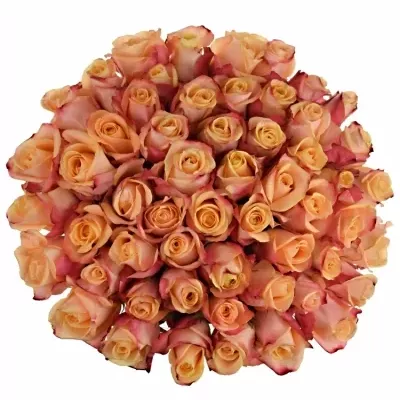 Kytice 55 oranžových růží PEBBLES 50cm