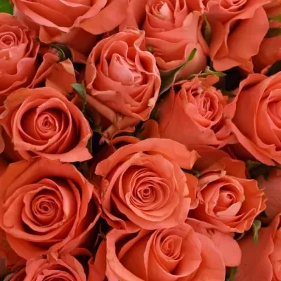 Kytice 55 oranžových růží SIMBA 50cm