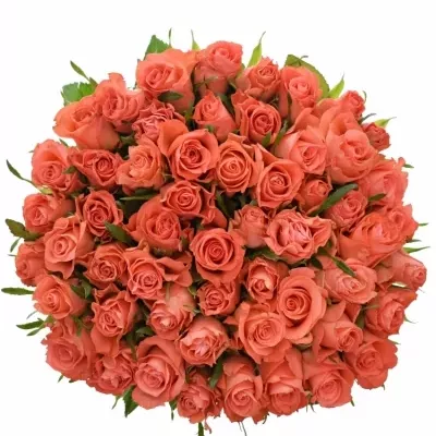 Kytice 55 oranžových růží SIMBA 50cm