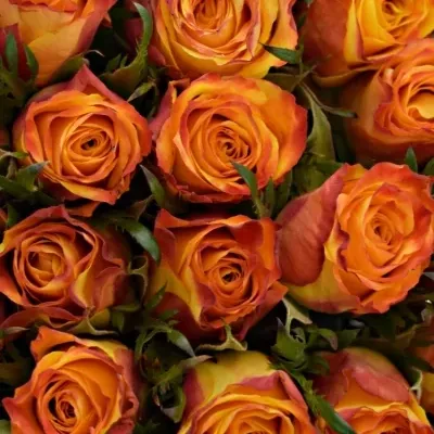 Kytice 55 oranžových růží SOMBRERO 40cm