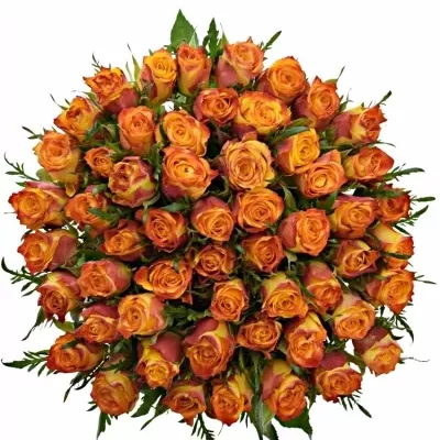 Kytice 55 oranžových růží SOMBRERO 40cm