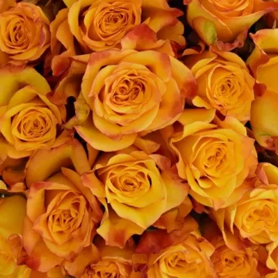 Kytice 55 oranžových růží TIEBREAK 60cm