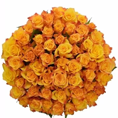 Kytice 55 oranžových růží TIEBREAK 60cm