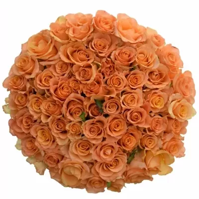 Kytice 55 oranžových růží TRIXX!