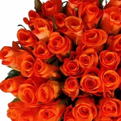 Kytice 55 oranžových růží TROPICAL AMAZONE