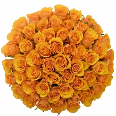 Kytice 55 oranžových růží TYCOON