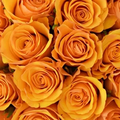 Kytice 55 oranžových růží TYCOON