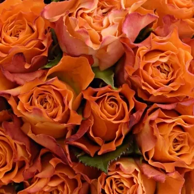 Kytice 55 oranžovýcz růží MARIYO! 50cm