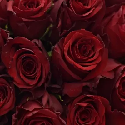 Kytice 55 rudých růží EXPLORER 60cm