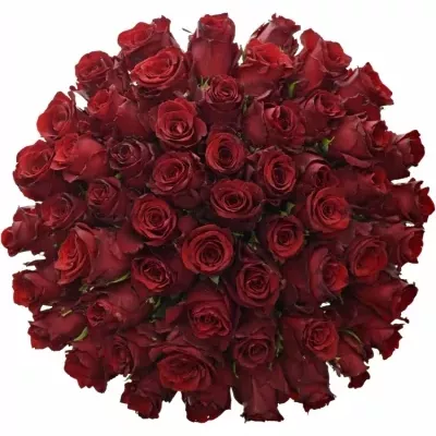 Kytice 55 rudých růží EXPLORER 50cm