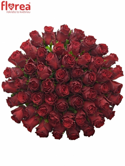 Kytice 55 rudých růží MADAM RED 70cm