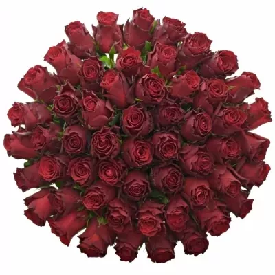 Jednodruhová kytice 55 červených růží MADAM RED 70 cm
