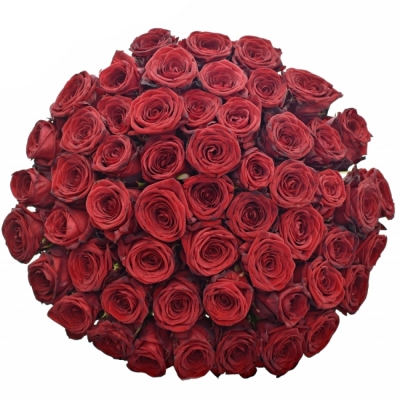 Jednodruhová kytice 55 červených růží RED NAOMI! 50 cm