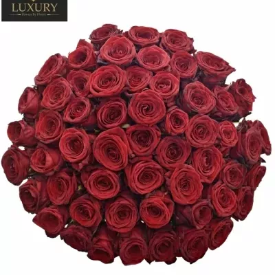 Kytice 55 rudých růží RED NAOMI! 70cm