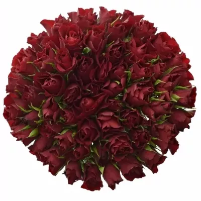 Kytice 55 rudých růží RED TIFFANY 50cm