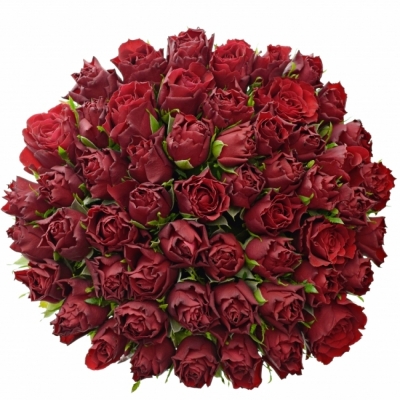 Kytice 55 rudých růží RED VALENTINO 70cm