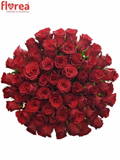Kytice 55 rudých růží RHODOS 60cm