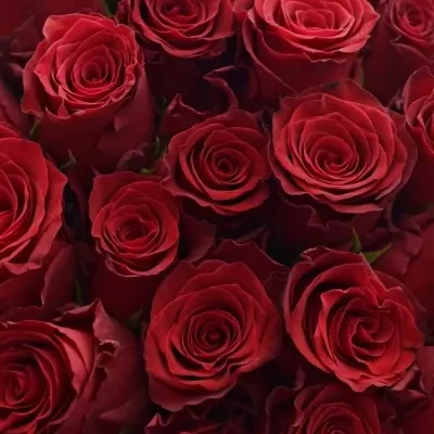 Kytice 55 rudých růží RHODOS