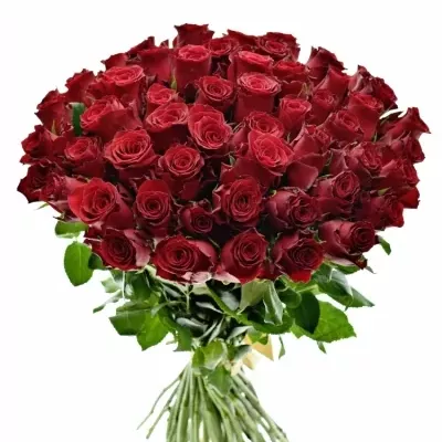 Kytice 55 rudých růží RHODOS 60cm