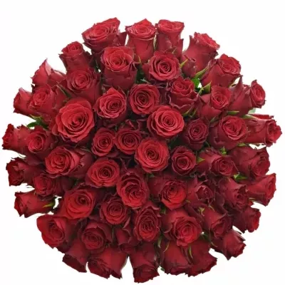 Jednodruhová kytice 55 červených růží RHODOS 50 cm