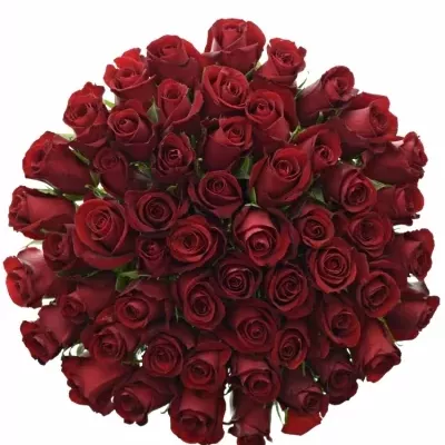Kytice 55 rudých růží THUNDER 60cm