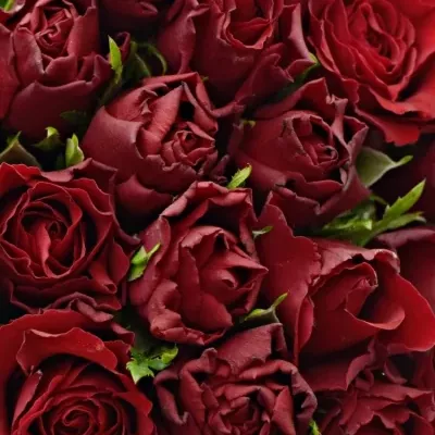 Kytice 55 rudých růží UPPER CLASS 40cm (S)