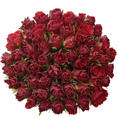Kytice 55 rudých růží UPPER CLASS 70cm