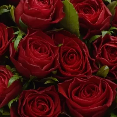 Kytice 55 rudých růží VICTORIA 50cm