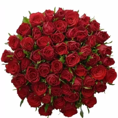 Kytice 55 rudých růží VICTORIA 50cm