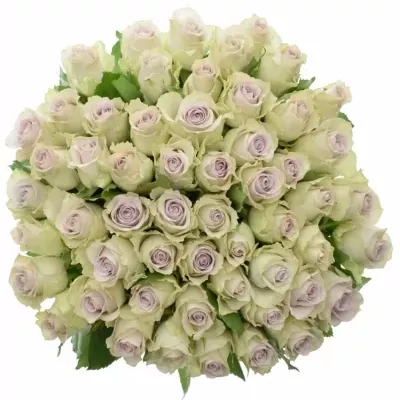 Kytice 55 fialových růží MORNING DEW! 40cm 
