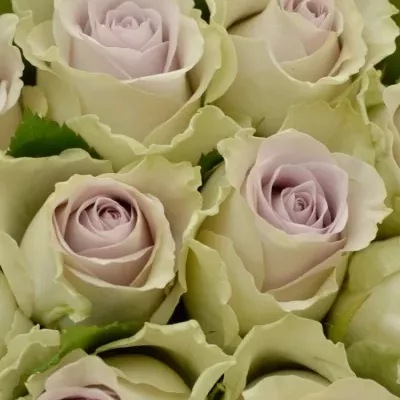 Kytice 55 růží AIRLA 50cm