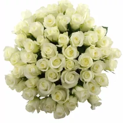 Kytice 55 bílých růží ALPE DHUEZ 50cm