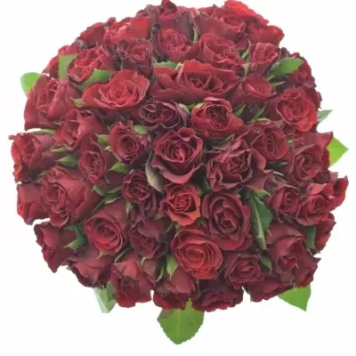 Kytice 55 růží červených TORERO 30cm