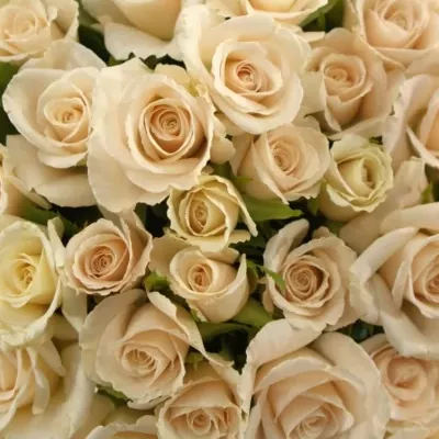 Kytice 55 růží CHAMPAGNE