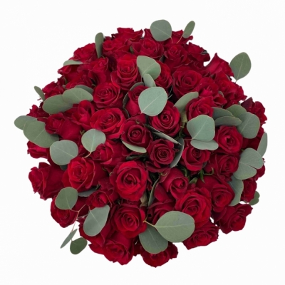 Kytice 55 růží EVER RED 60 cm + EUCALYPTUS