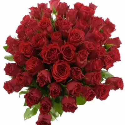 Kytice 55 červených růží HOT BLOOD 60cm