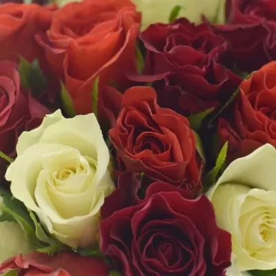 Kytice 55 růží míchaná ADIRA 30cm