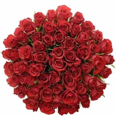 Jednodruhová kytice 55 červených růží RED CALYPSO 40 cm