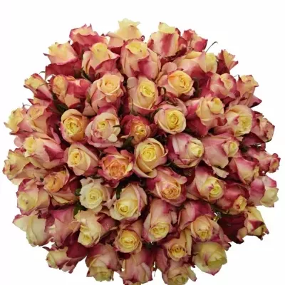 Kytice 55 růžovožlutých růží RIGOLETTO 50cm