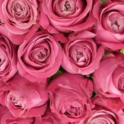 Kytice 55 růžových růží ALL 4 LOVE+ 90cm