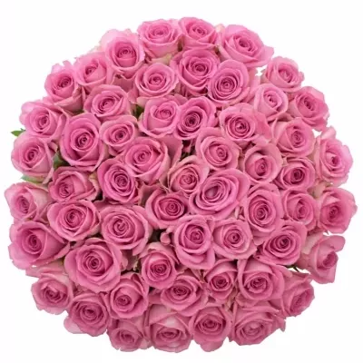 Jednodruhová kytice 55 růžových růží AQUA 60 cm